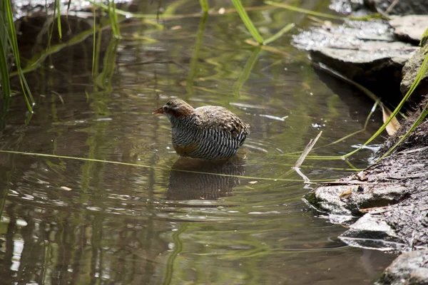 Buff Banded Rail Wading Pond — стоковое фото