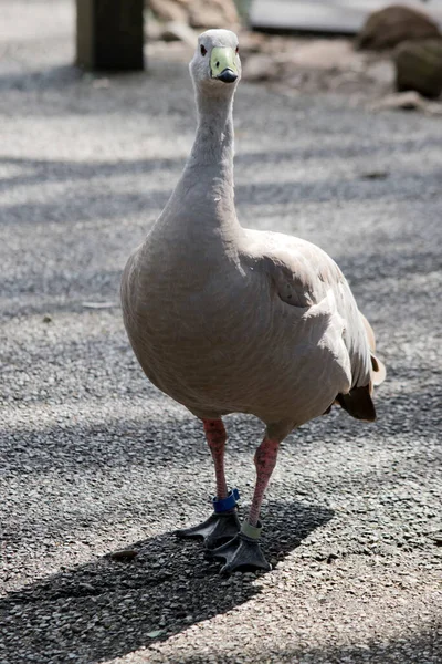 Cape Barren Gosling Grey Water Bird Walking Footpath — Stock Photo, Image