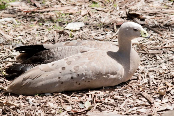 Cape Barren Goose Resting Ground — стоковое фото