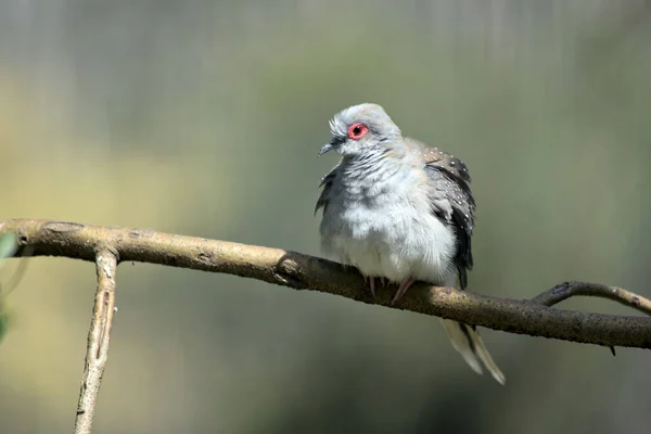 Die Diamanttaube Thront Auf Einem Busch — Stockfoto