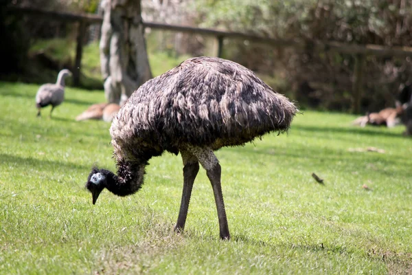 Detta Sida Australiensisk Emu Äta Gräs — Stockfoto