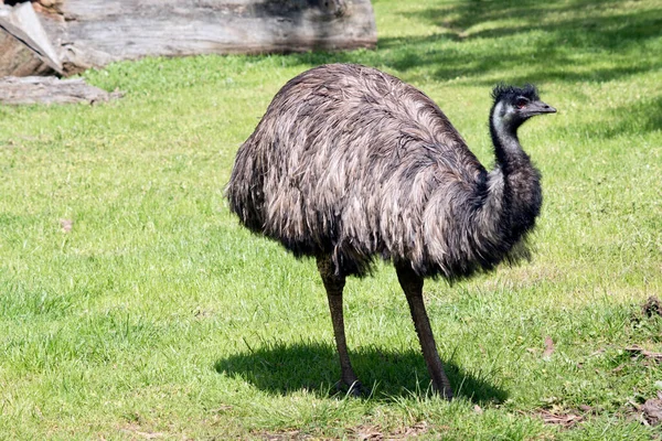 Emu Covered Primitive Feathers Dusky Brown Grey Brown Black Tips — Stock Photo, Image