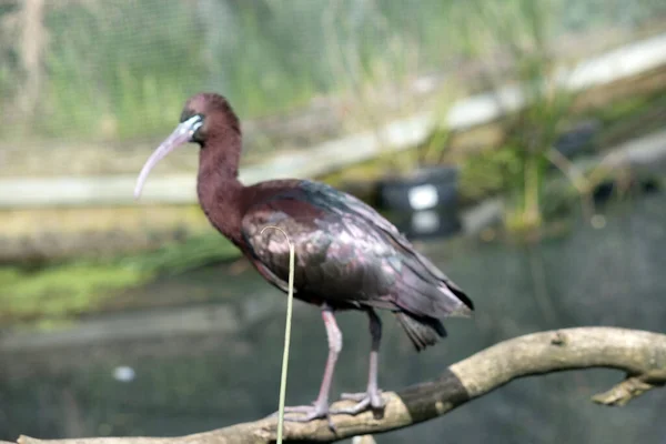 Side View Glossy Ibis Standing Water — Stock Photo, Image