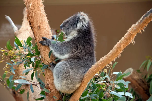 Koala Zit Vork Van Boom — Stockfoto