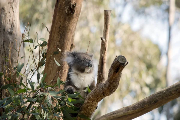 the koala has a large black nose, brown eyes, fluffy white ears with a white chest and grey body