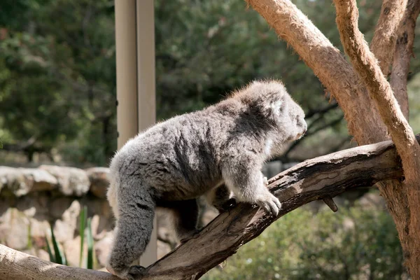 Koala Klimt Een Boomtak — Stockfoto
