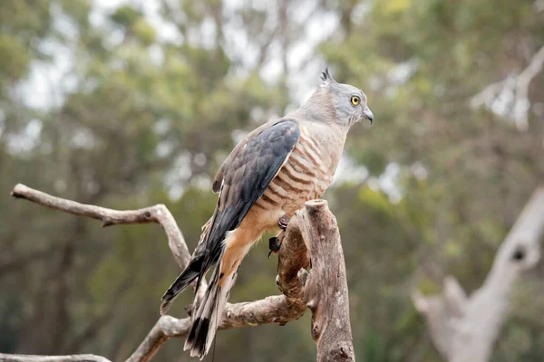 Pacific Baza Bevindt Zich Afdeling — Stockfoto