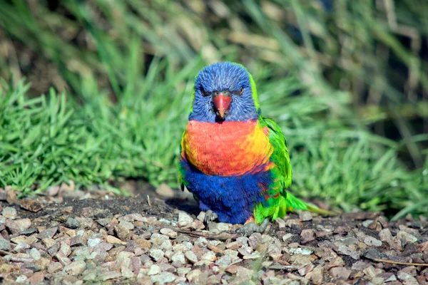 Das Regenbogenlorikeet Ist Ein Farbenfroher Vogel Hat Einen Blauen Kopf — Stockfoto