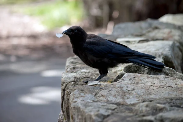 Cuervo Pájaro Negro Con Una Pluma Boca — Foto de Stock