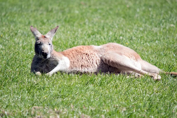 Erkek Kırmızı Kanguru Çimlerin Üzerinde Dinleniyor — Stok fotoğraf