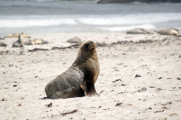 Leão Marinho Macho Está Descansando Praia Seal Bay — Fotografia de Stock