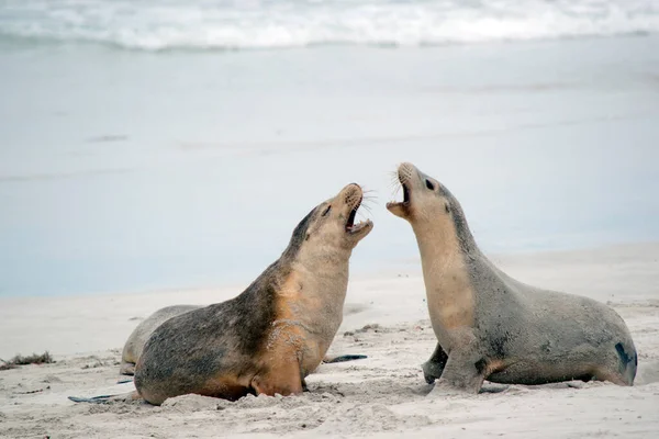 Two Sea Lions Pups Fighting Beach — ストック写真