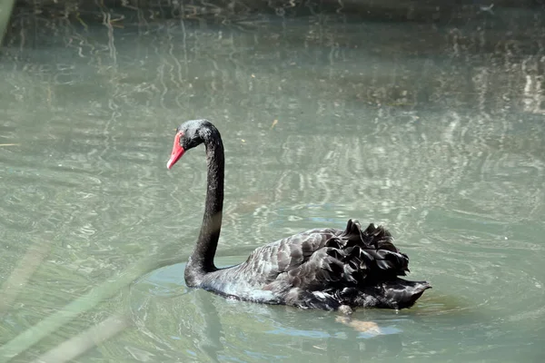 Black Swan Swimming Lake — Stock Photo, Image