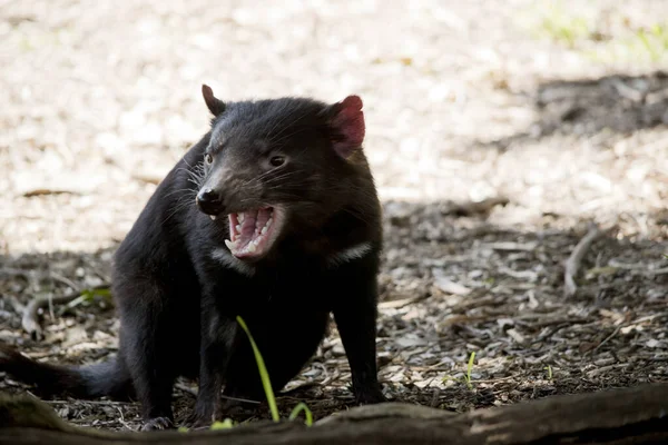 Diavolo Tasmaniano Marsupiale Nero — Foto Stock