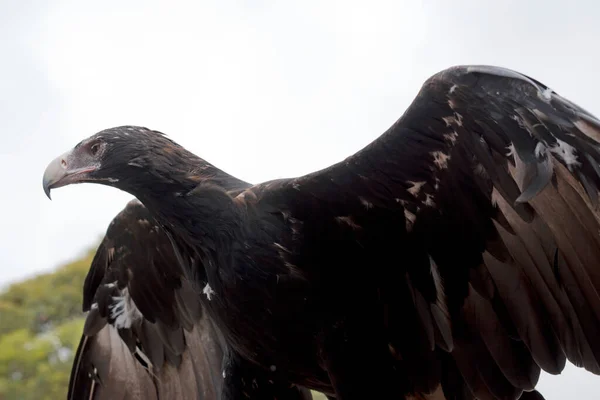 くさびの尾の鷲は茶色で鳥は茶色で羽は茶色です — ストック写真