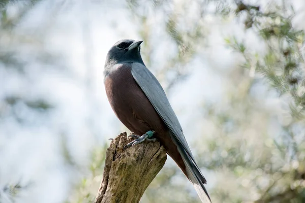 Woodswallow Browed Branco Está Empoleirado Log — Fotografia de Stock