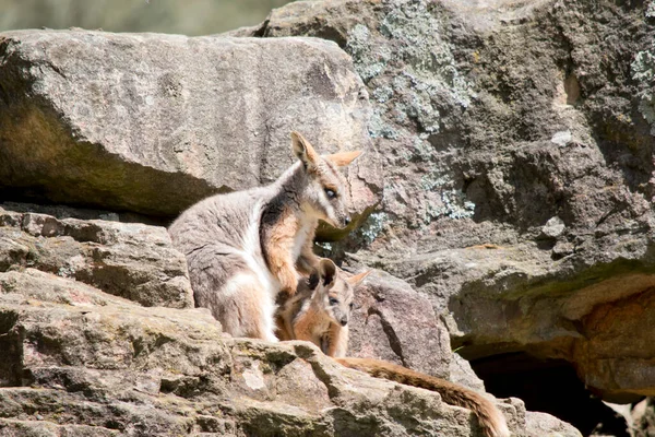 Yellow Footed Rock Wallaby Has Her Joey Her Side — стоковое фото