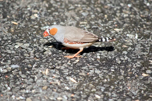 Zebra Finches Mainly Grey Char Black White Barring Rump Upper — Stock Photo, Image