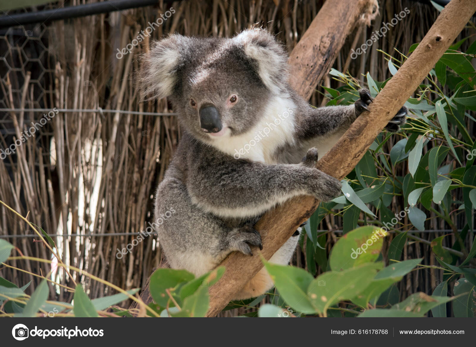 Calienta pies Koala gris
