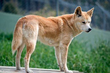 Altın dingo Avustralyalı vahşi köpektir.