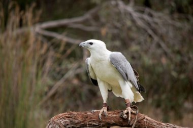 Beyaz karınlı deniz kartalı aynı zamanda beyaz göğüslü deniz kartalı olarak da bilinir. Deniz kartalının beyaz bir vücudu ve gri kanatları vardır.