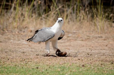 the sea eagle is holding a lore shaped like a bird egg