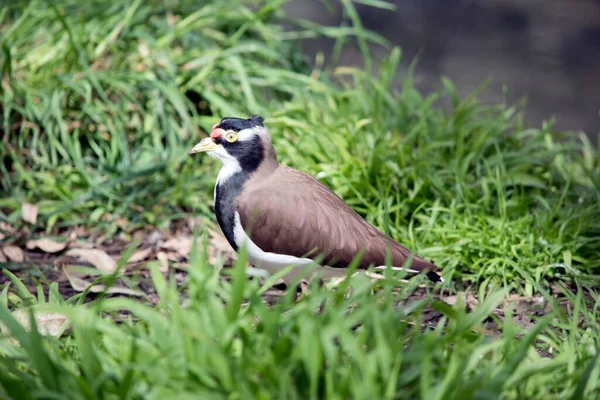 Side View Banded Lapwing — Stock Photo, Image