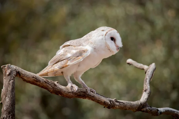 Barn Owl Medium Sized Pale Coloured Owl Long Wings Short — Stock Photo, Image