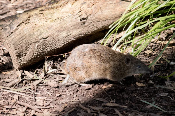 Zuidelijke Bruine Bandicoot Een Buideldier Dat Een Rat Lijkt — Stockfoto