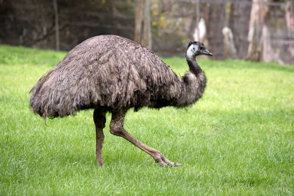 Side View Australian Emu Walking Field — Stock Photo, Image