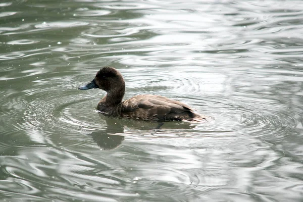 Est Une Vue Côté Canard Tête Dure Nageant — Photo