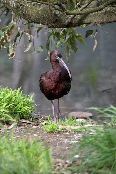 Γυαλιστερό Ibis Είναι Ένα Υδρόβιο Πουλί Που Ανεβαίνει Ένα Λόφο — Φωτογραφία Αρχείου