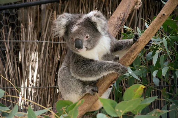 Koala Marsupiale Grigio Con Orecchie Soffici Bianche Koala Possono Arrampicarsi — Foto Stock