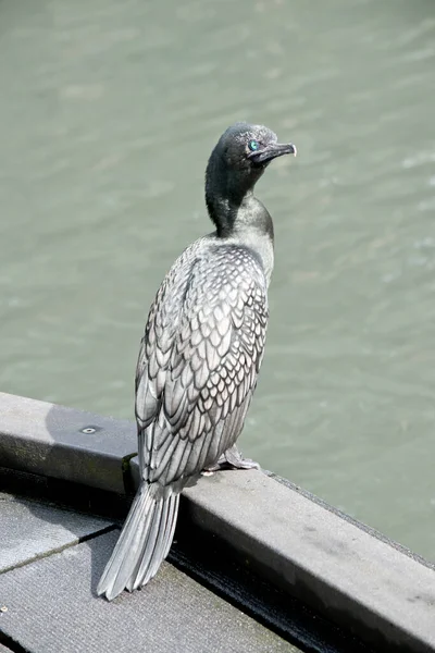 Little Black Cormorant Perched Edge Pier — Stock Photo, Image
