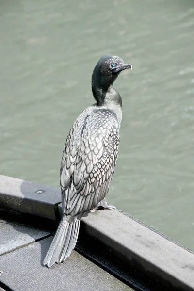 Piccolo Cormorano Nero Appollaiato Sul Bordo Del Molo — Foto Stock