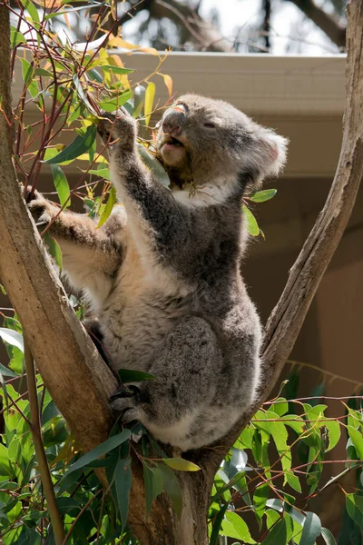 the koala is eating eucaplytus leaves