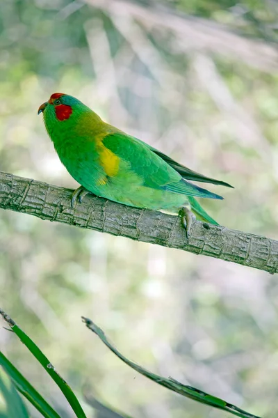 Lorikeet Mostly Green Yellow Patch Side Breast Has Red Beak — Stock Photo, Image