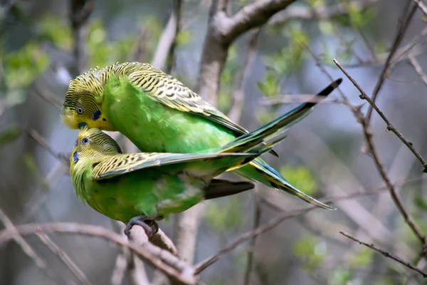 Two Parakeets Mating Tree — Stock Photo, Image
