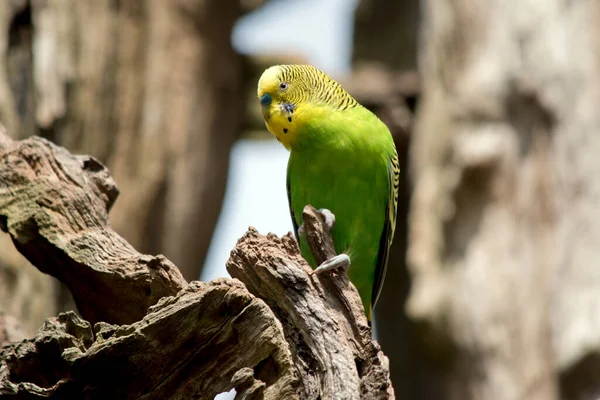 Parakeet Perched Tree Stump — Stock Photo, Image