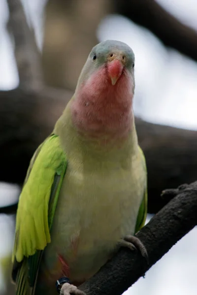 Zblízka Princezna Papouška — Stock fotografie
