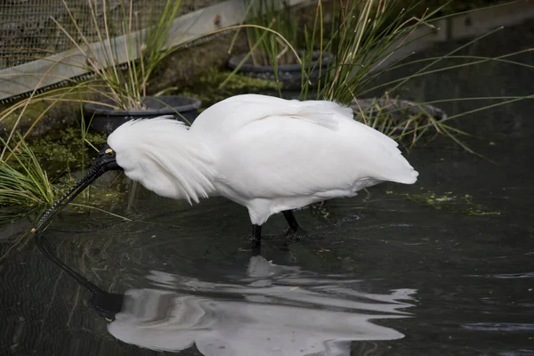 Side View Royal Spoonbill Looking Food Lake — стоковое фото