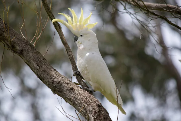 Sülfür armalı kakadu armasını gösteriyor.
