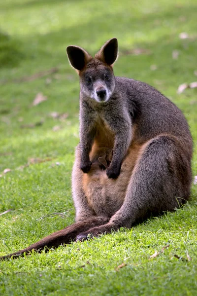Wallaby Pântano Principalmente Cinza Com Peito Bronzeado — Fotografia de Stock
