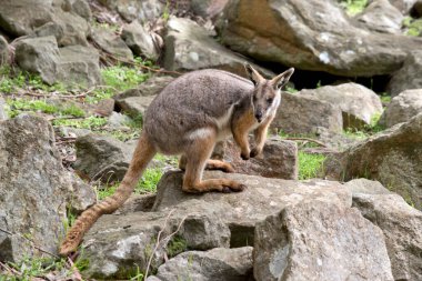 Sarı ayaklı kaya valabisi kayalık tepeye tırmanıyor.