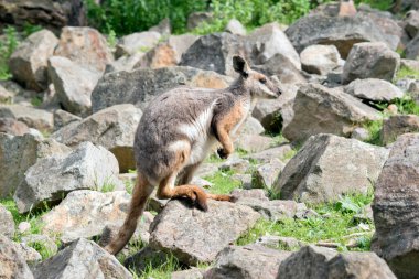 Sarı ayaklı kaya valabisi kayalık tepeye tırmanıyor.
