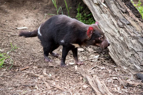 Diavolo Tasmaniano Marsupiale Nero Con Bianco Sul Petto Groppa — Foto Stock