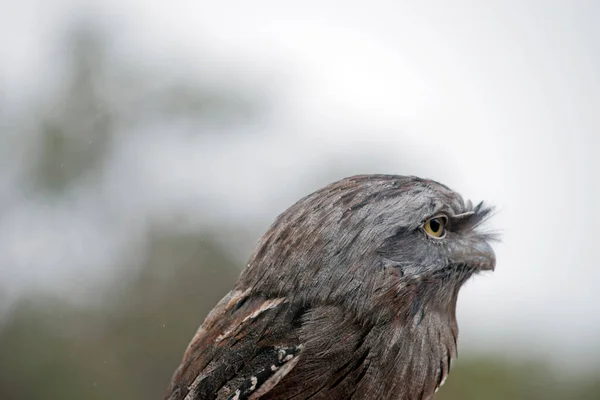 Side View Tawny Frogmouth — Stock Photo, Image