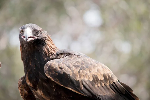 Wedge Tailed Eagle Brown Bird Grows Older His Feathers Darken — Stock Photo, Image