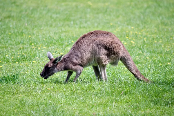 Bir Batı Gri Kanguru Bir Yan Görünümüdür — Stok fotoğraf