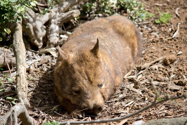 Kıllı Burunlu Wombat Güneşte Dinleniyor — Stok fotoğraf